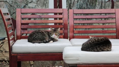 gatos relajándose en grandes sillas al aire libre