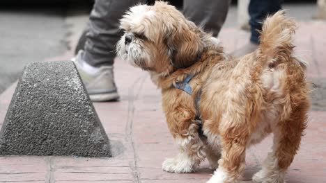 dog walking on the street