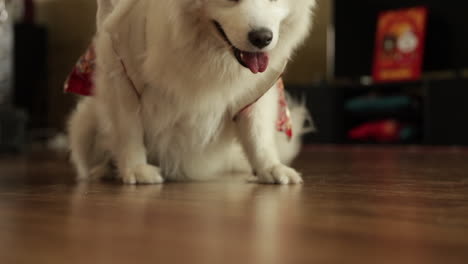 Close-up-to-a-beautiful-white-dog-lying-on-the-ground,-moving-his-ears-and-walking-towards-the-camera