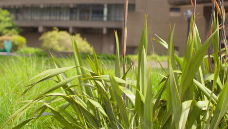 Close-Up-Of-Gardens-Outside-Residential-Apartments-In-The-Barbican-Centre-In-City-Of-London-UK