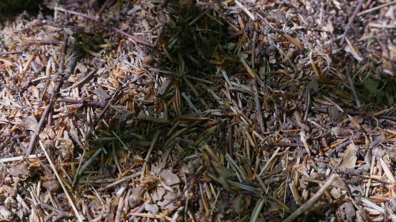 Forest Ant Nest with Active Ant Colony on Ground in Nature