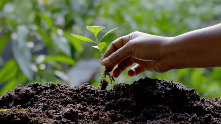 women planting and Caring for environment
