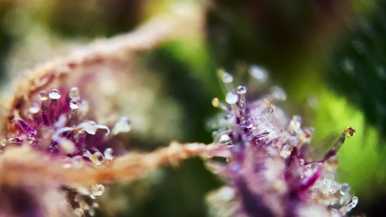 cabezas de color ámbar lechoso trichomes de cannabis marihuana, bonito de cerca macro zoom microscopio cosecha naturalmente la droga droga