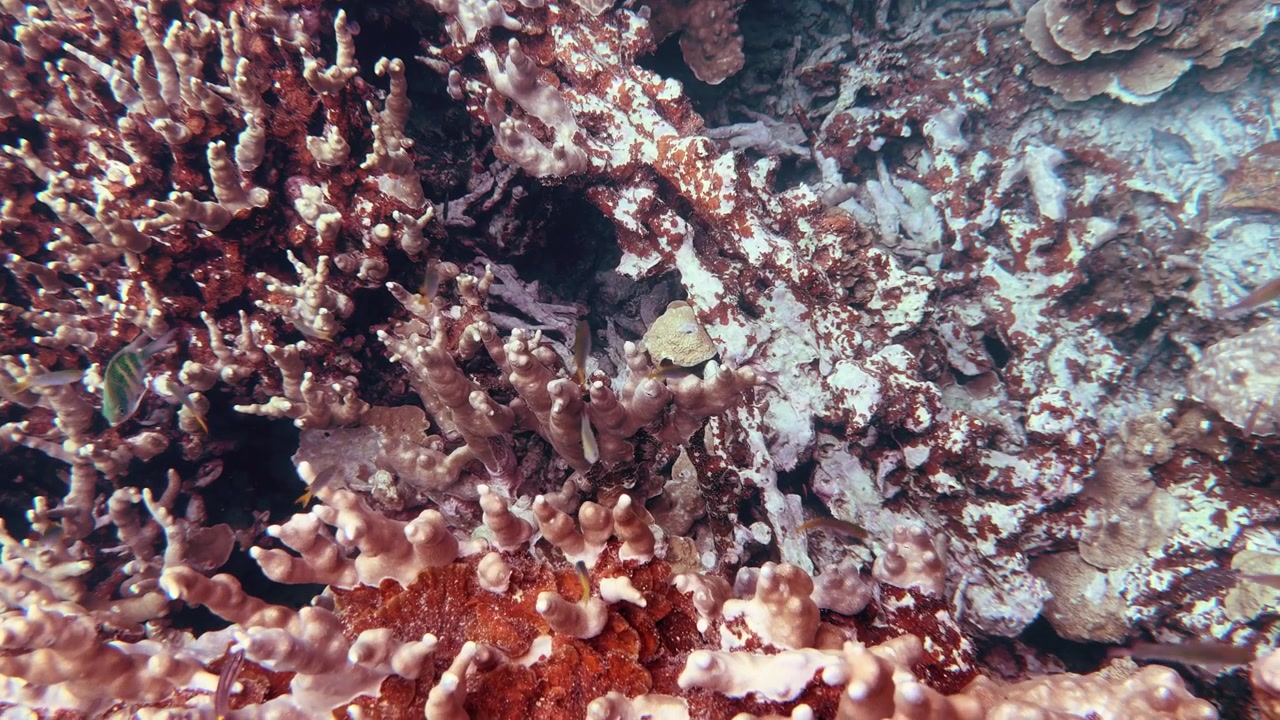 Filmato ravvicinato di un pesce damigella cervo che naviga in una barriera corallina sana a Palau.