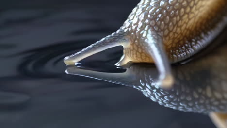close-up of a snail and its reflection on water