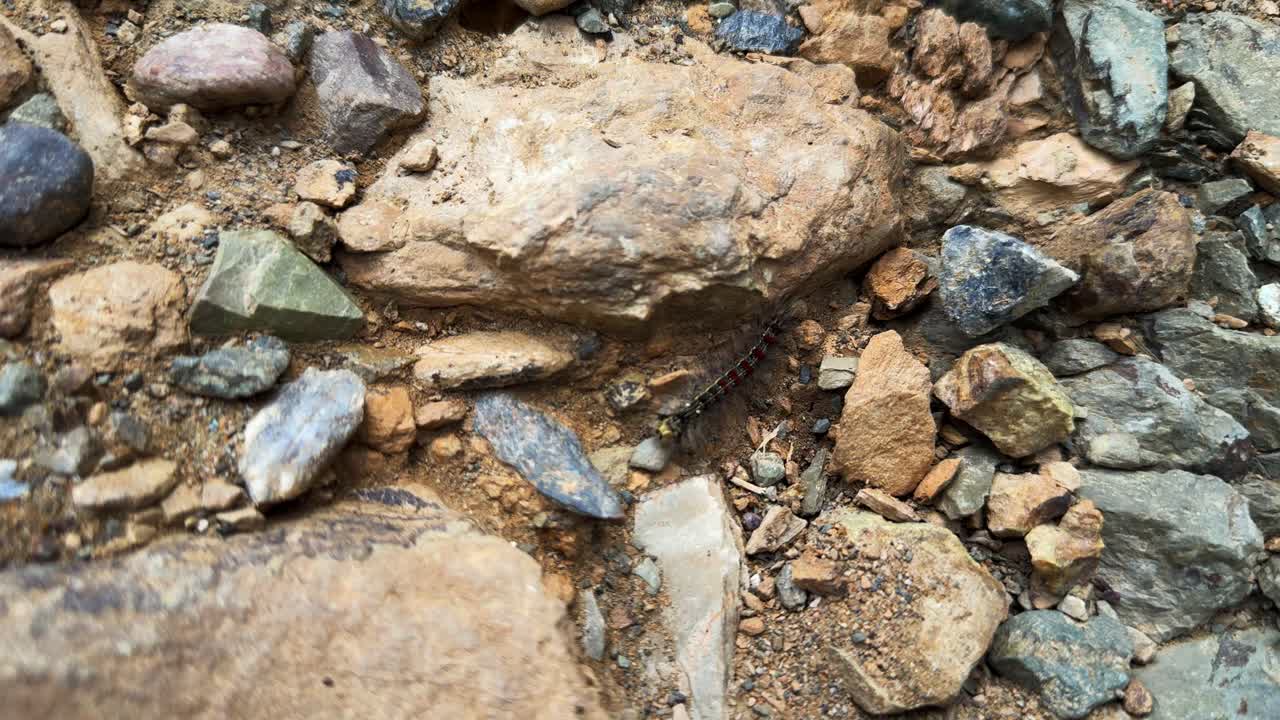 Close-Up Exploration of Rocks and Sand with a Hidden Caterpillar Camouflaged Amongst the Colorful Pebbles and Gravel on the Ground