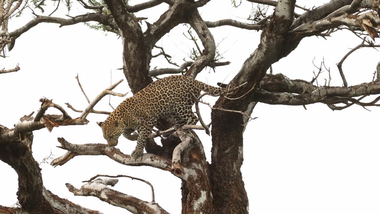 Leopard cub climbing in the tree on a rainy day, Mashatu Game Reserve.