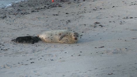 Harbor-seal-looking-exhausted-from-giving-birth-and-nurturing-her-pup