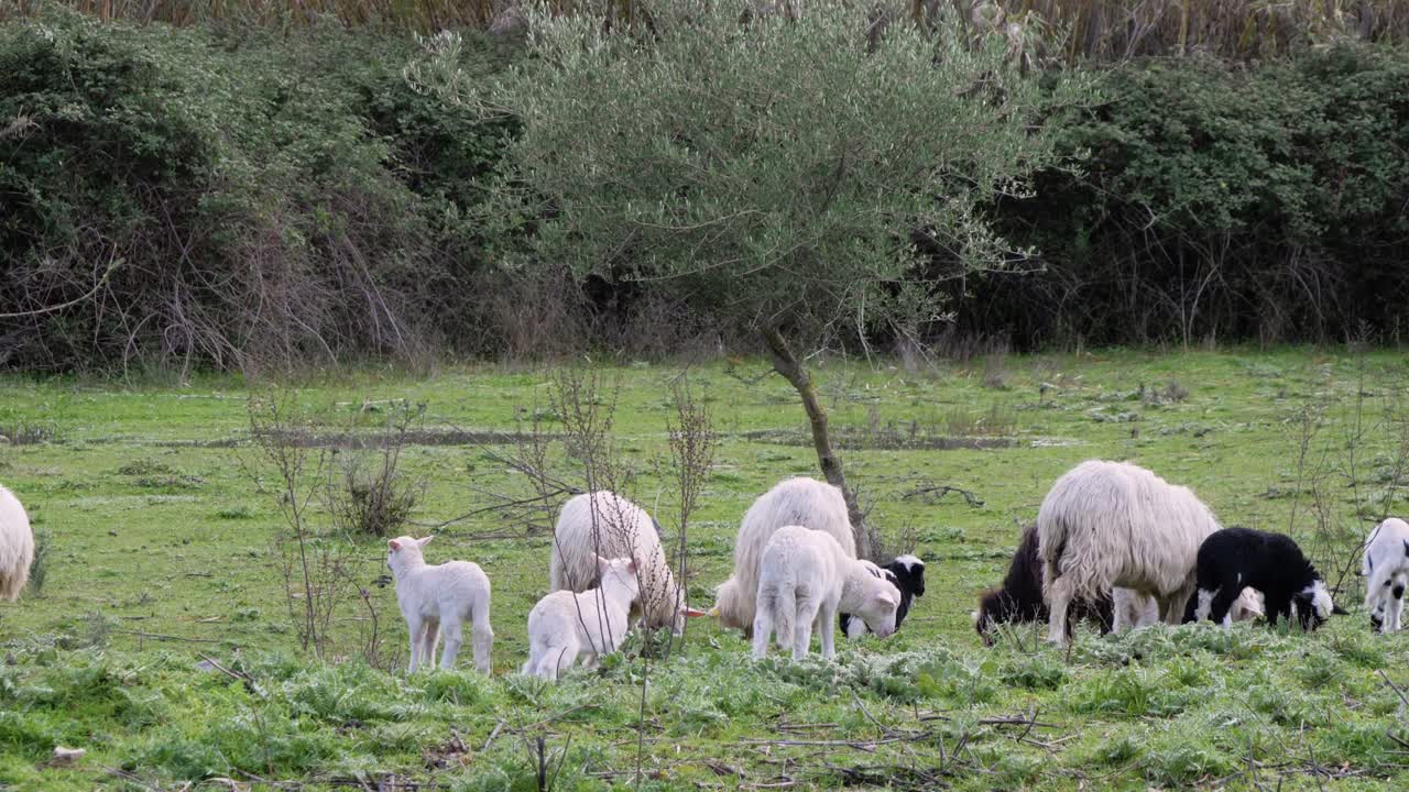 이탈리아 사르데냐에서 함께 풀을 뜯고 있는 어린 양과 암양의 슬로우 모션 샷