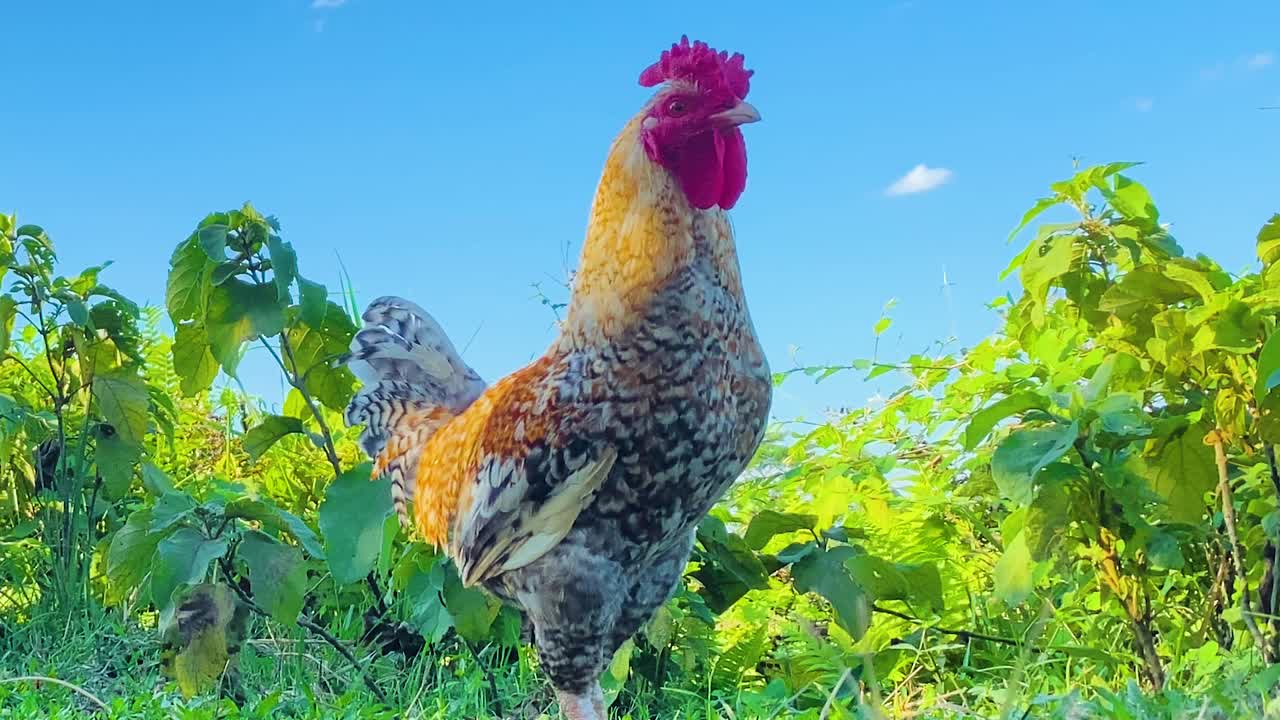 gallo con peine rojo caminando en hierba verde densa, día cálido y soleado