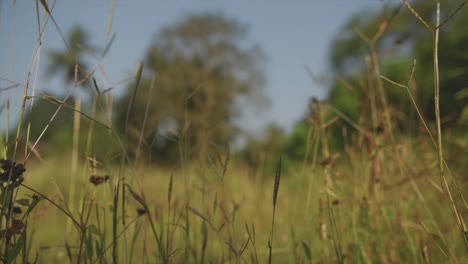 close up shot of blades of wild natural grass in an overgrown field on a breezy hot summer’s day, india