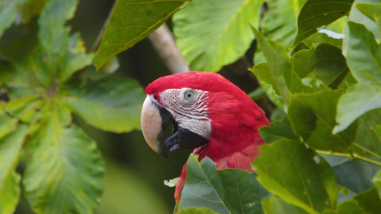 A detailed close-up of a Scarlet Macaw’s head as it perches calmly in the Peruvian rainforest.