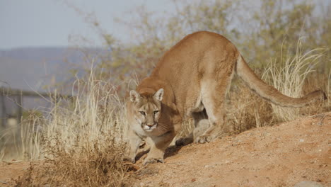 Puma-Hembra-En-Cámara-Lenta-Al-Estilo-De-Un-Documental-De-Naturaleza