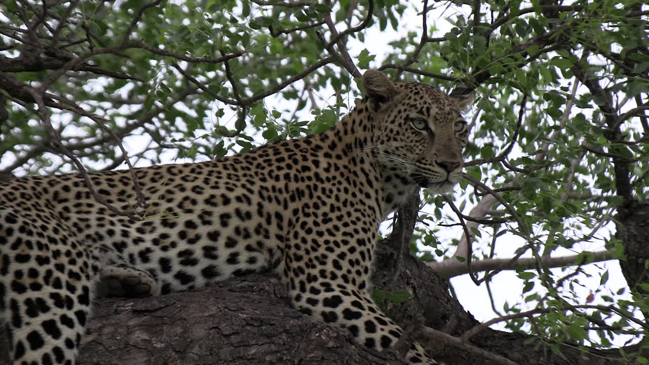 vista cercana del leopardo respirando pesadamente en la rama de un árbol frondoso
