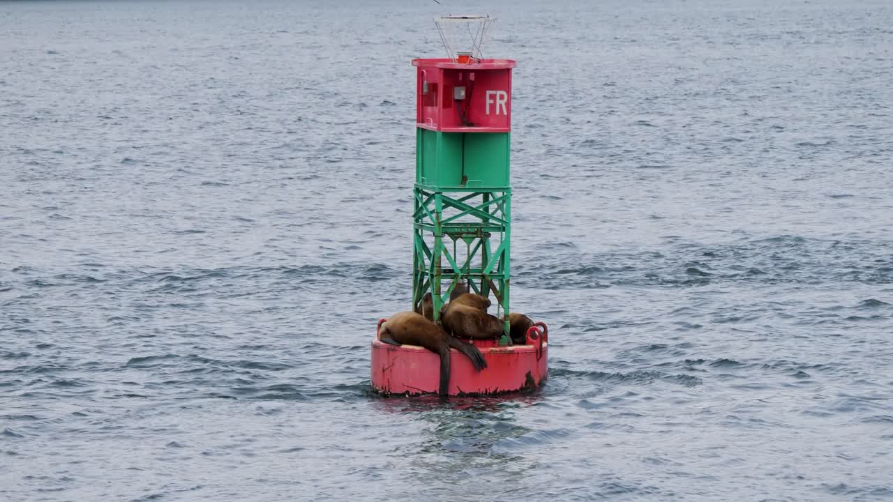 Bunch of sea lions on a navigational buoy, Inside Passage, Alaska