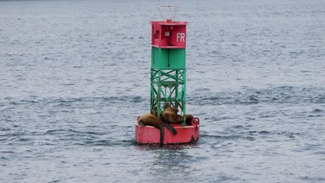 Bunch-of-sea-lions-on-a-navigational-buoy,-Inside-Passage,-Alaska