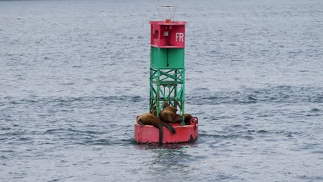un grupo de leones marinos en una boya de navegación, pasaje interior, alaska