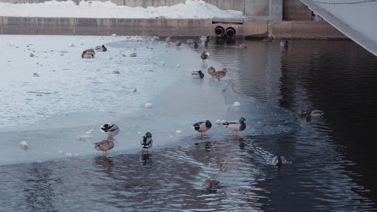 Ducks on Ice in Winter
