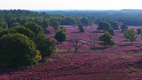 purple heathland landscape with trees and path