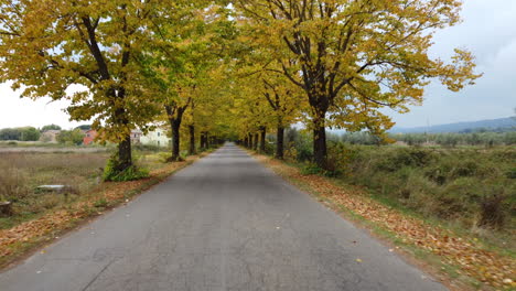 autumn road with yellow foliage trees