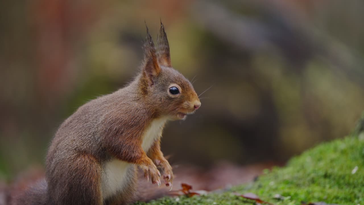 Red squirrel upright on mossy ground with alert ears and paws raised, slow motion, nibbling and chewing