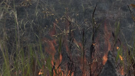 close up of a wildfire in the amazon rainforest as a firefighter sprays water on it