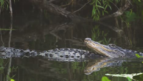 caimanes apareándose en el sur de florida everglades swamp slough pond en cámara lenta