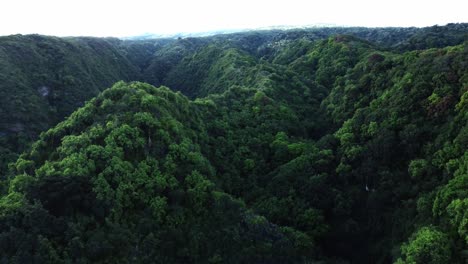 el dron aéreo se desliza sobre el bosque del este de maui, capturando los intrincados patrones del dosel de los árboles, donde las capas de exuberante vegetación crean una serena y vista del vibrante paisaje natural de hawai.