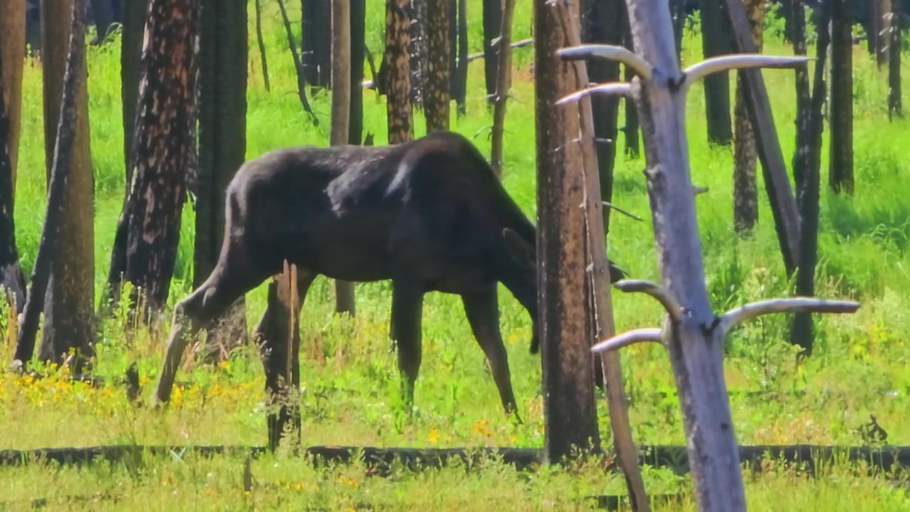 Large moose browsing in lush meadow grass between burned tree trunks, with green regrowth and charred wood all around, wildlife in post wildfire forest regeneration habitat.