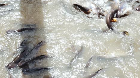 feeding of fish freshwater fish that was raised in river and nature in the day