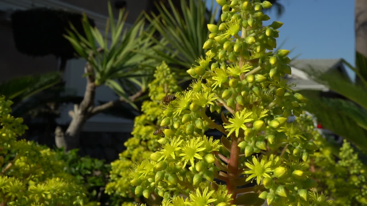 Bees pollinating Succulent plants in slow motion