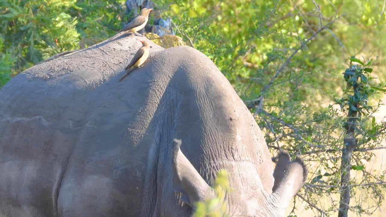 Red-beaked Oxpeckers Perched On Rhinos In Kruger National Park, South Africa. Close-up Shot