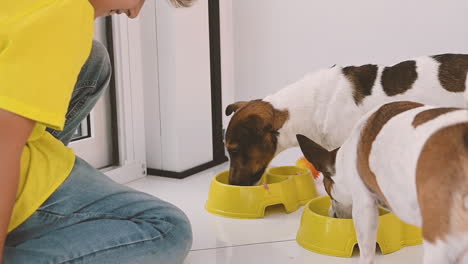 camera focuses closely on two dogs eating and a child looking at them kneeling on the floor