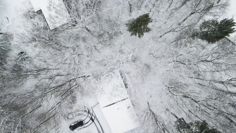 a vista de pájaro de la capa de nieve sobre árboles y plantas.