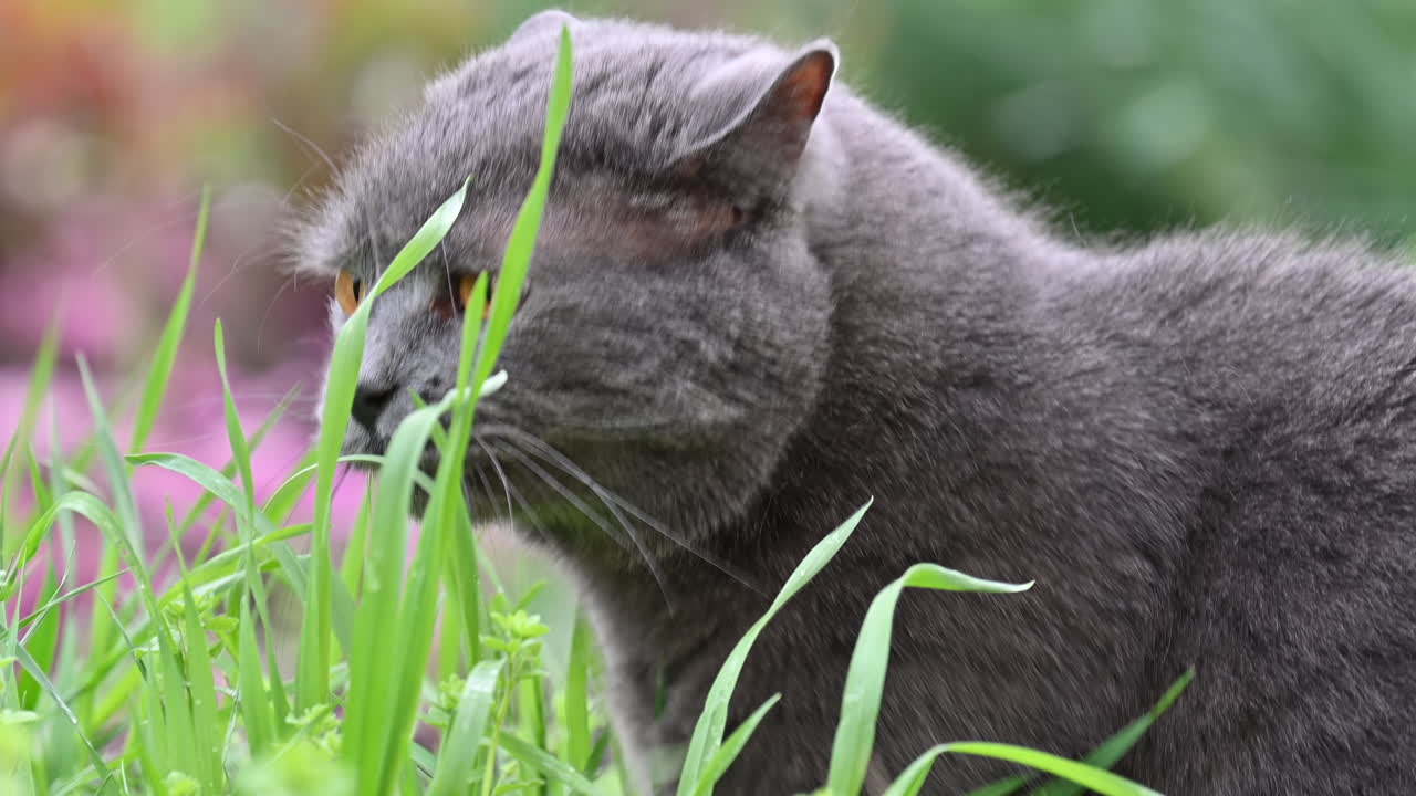 Gatto British Shorthair con occhi arancioni che mangia l'erba del giardino
