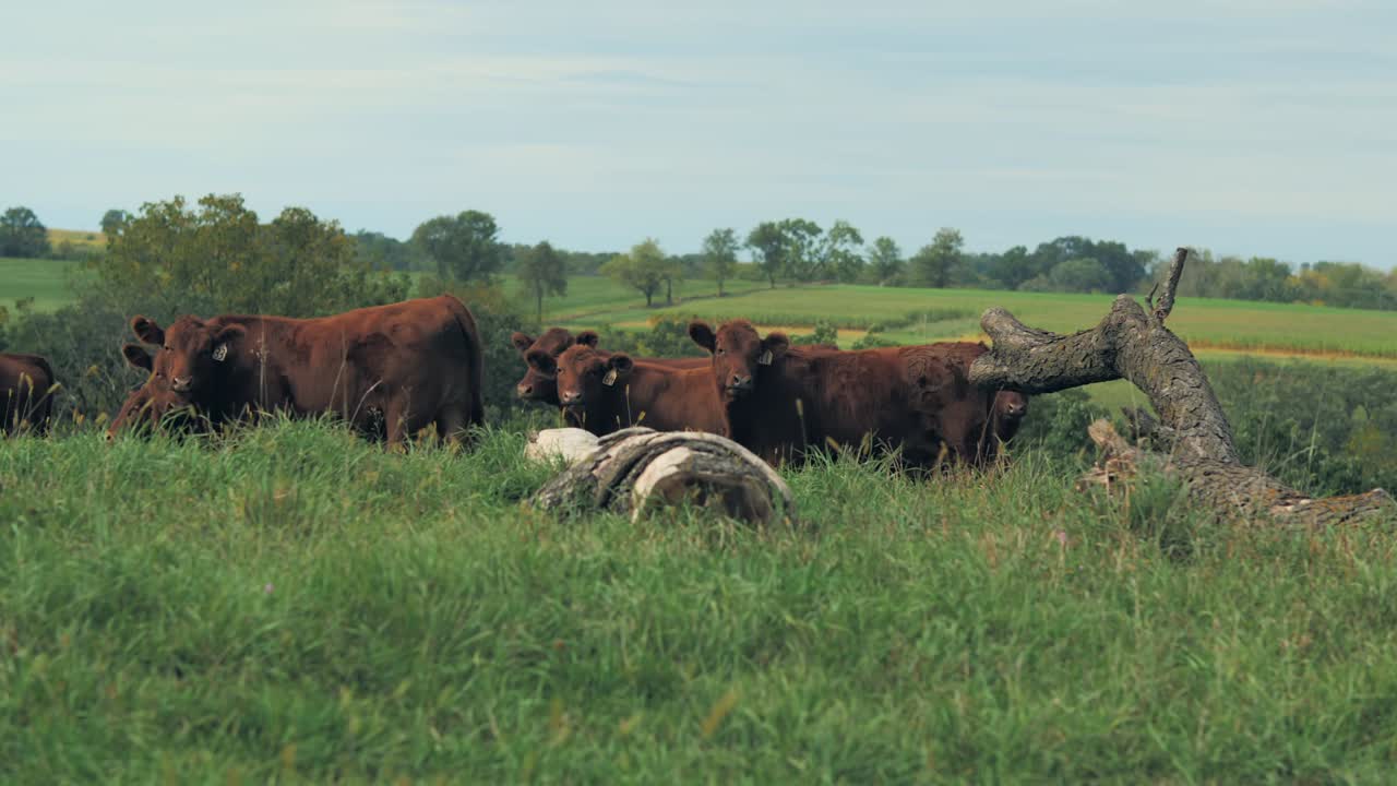 A wide shot shows a herd of cows grazing in a lush green field with fallen logs, set against a backdrop of rolling hills and scattered trees.