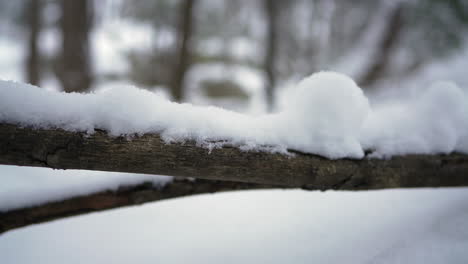 Tiro-De-Pan-En-Invierno-Frente-A-Una-Rama-De-árbol-Con-Nieve-En-Ella