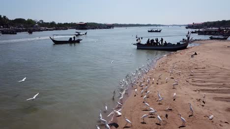 Aerial-busy-egrets-birds-search-food-at-fishing-village