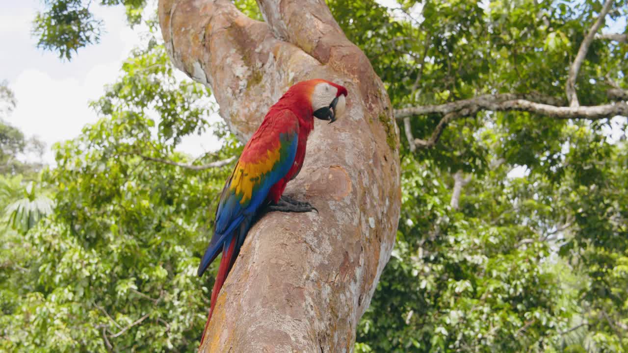 POV shot of a Scarlet Macaw grooming itself while perched on a tree trunk in the Peruvian jungle.