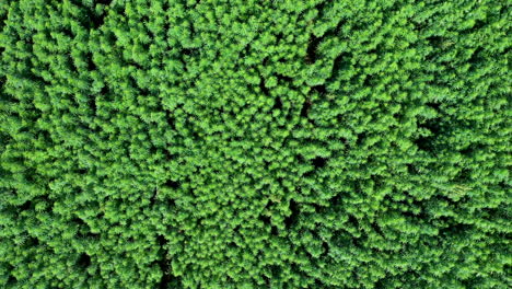 antena: toma de cámara de un dron que asciende lentamente con una toma reveladora de un vasto campo de plantas de cáñamo o hierba de cannabis en un día brillante