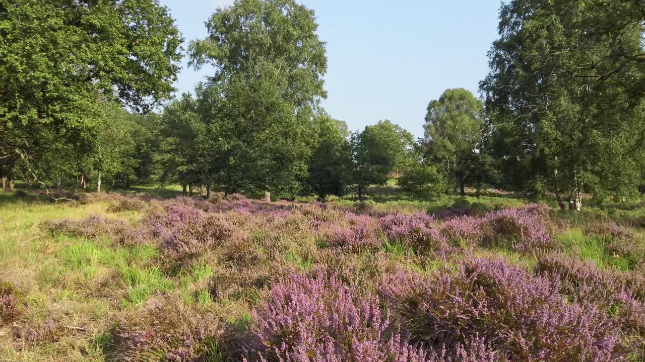 Sykling gjennom blomstrende hei i nasjonalpark De Meinweg, Nederland, 4k60-opptak.