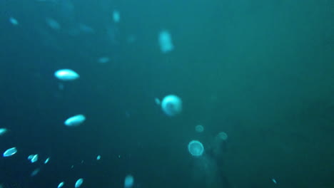 bubble of oxygen or air coming up from a scuba diver in the deep, murky water of a freshwater lake