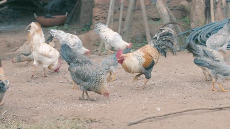 Rural-scene-with-chickens-and-roosters-eating-in-farmyard