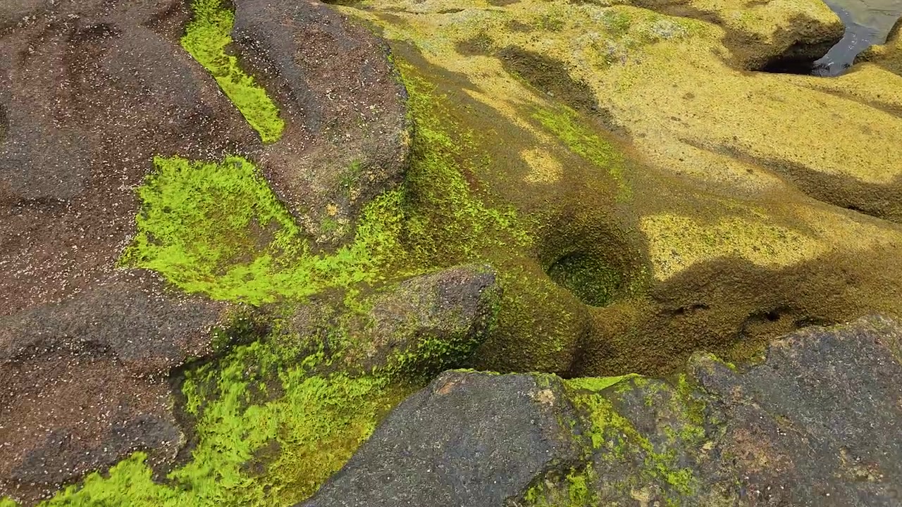 Nærbilde av erodert vulkansk tuff og sandsteinsbergflate dekket med lys grønn alger ved Sagye strandlinje på Jeju-øya.