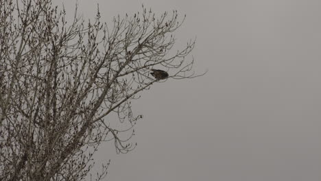 Rotschwanzbussard,-Der-Auf-Einem-Kahlen-Baum-Thront,-Flog-Dann-In-Der-Nähe-Von-Idaho,-USA,-Weg---Aufnahme-Aus-Niedrigem-Winkel