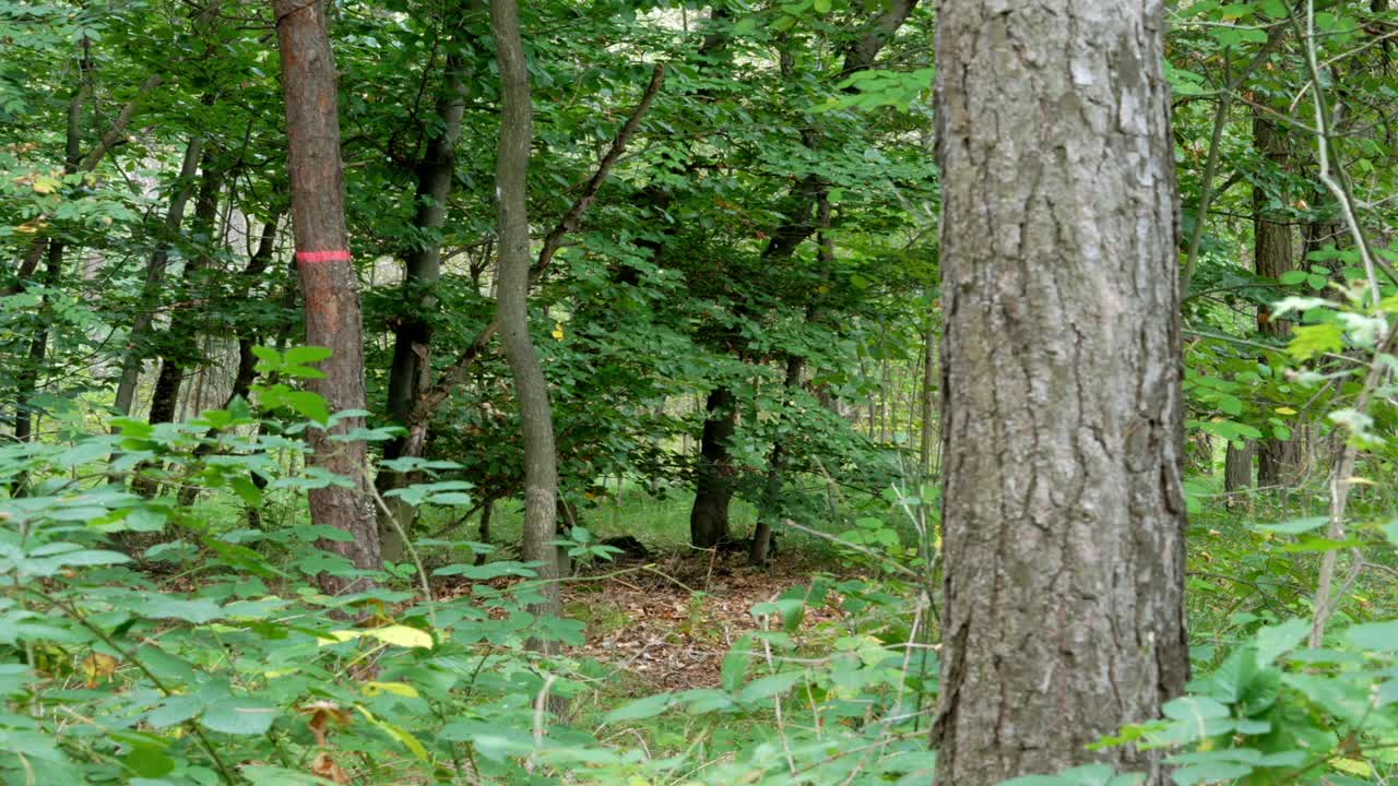 un lapso de tiempo de un sol que pasa a través de los árboles en el bosque