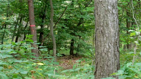 Un-Lapso-De-Tiempo-De-Un-Sol-Que-Pasa-A-Través-De-Los-árboles-En-El-Bosque