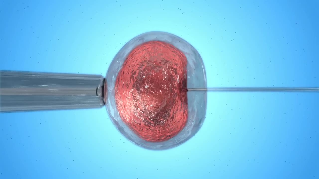 huevo naranja siendo fertilizado por espermatozoides