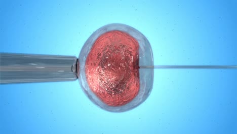 huevo naranja siendo fertilizado por espermatozoides