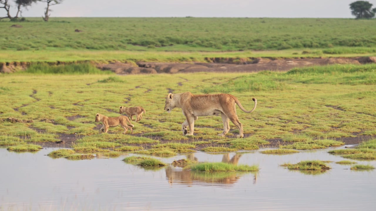 Slowmotion af løver, der går langs en flod i Serengeti Nationalpark i Tanzania, Afrika. Løvinde og løveunger fra en løveflok løber i marsklandskabet. Vidvinkel af et smukt marsklandskab.